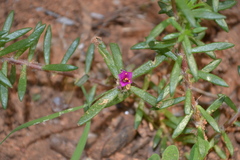 Portulaca pilosa